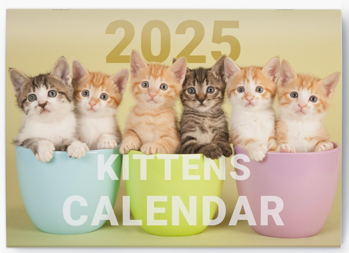 2025 Calendar Kittens Cute Wall Monthly Planner Family Home Organiser 12 Months EBay UK